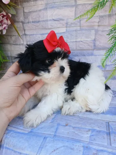 Shitzu fêmea mini pandinha lindíssima 