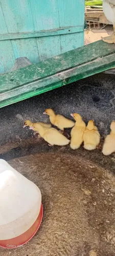 Vendo filhotes de patos doméstico