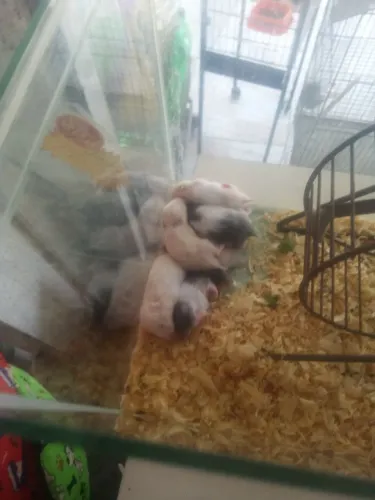 Filhotes de hamster