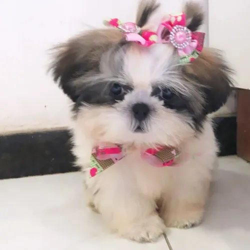 Bebês lindas Shitzu fofura fêmeas vacina importada
