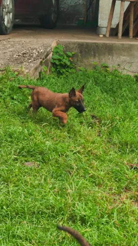 Filhote de Pastor belga malinois