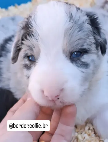 Filhotes de Border Collie c/pedigree Cbkc e pais testados!