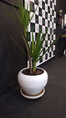 Yucca jardim, vaso 200,00 os dois vasos