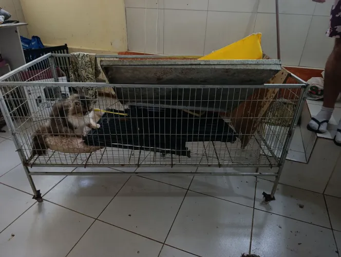 Cercado para filhotes , berçário estilo  corredeira