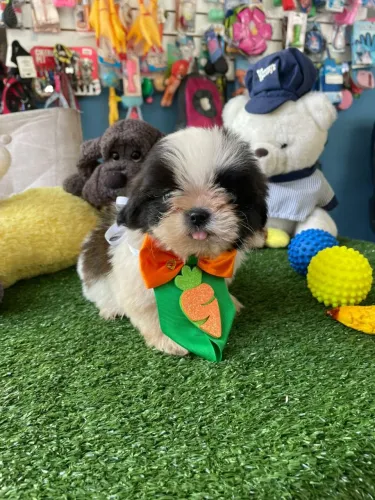 Shihtzu macho cor preto e branco