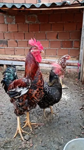 Galinhas gsb