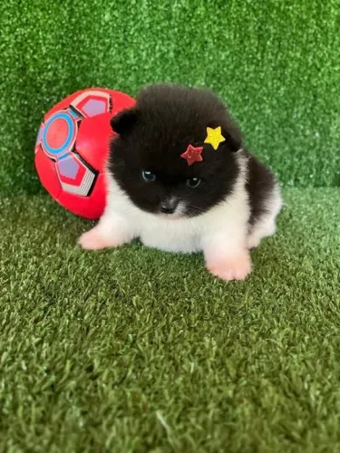 Filhote de Lulu ursinho - lulu da pomerania anao