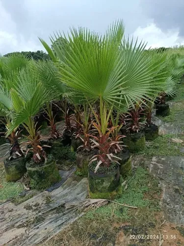 Mudas de Palmeira Washingtonia