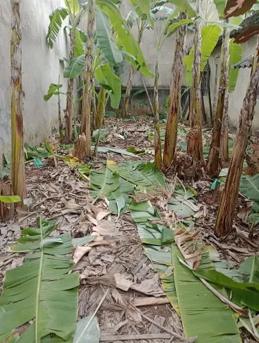 Vendo Mudas de Bananas 