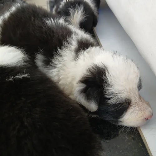 Lindos Filhotes de Border Collie