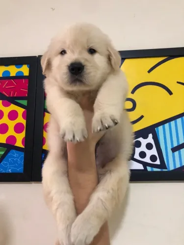 Golden Retriever - Leal e carinhoso 