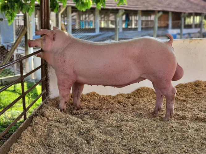 PORCO LANDRACE SAUDAVEL ENTRAR EM CONTATO PELO LINK DA DESCRIÇÃO