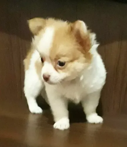 Chihuahua Fazemos criação profissional, com todo empenho, carinho e Amor