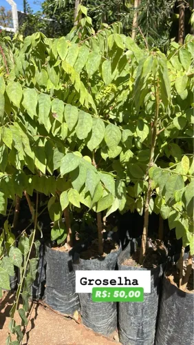 Mudas de Groselha - R$50,00