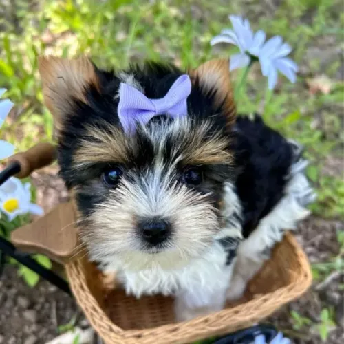 Fêmea de Biewer Terrier - Um Luxo em Miniatura