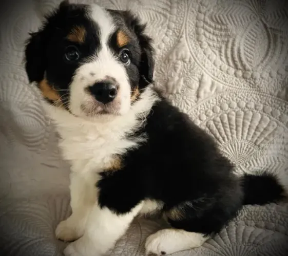 Bernese Mountain Dog ?  Grande, carinhoso e muito leal! 