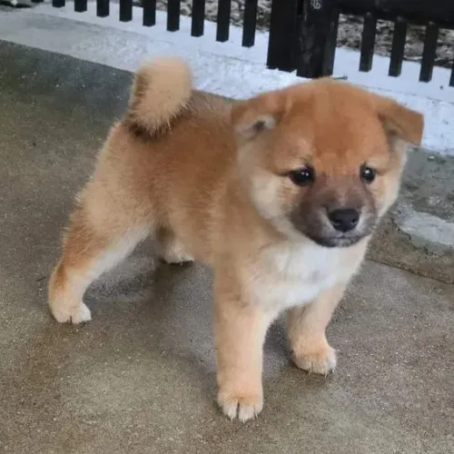 Lindos filhotes de Shiba Inu à venda! ?