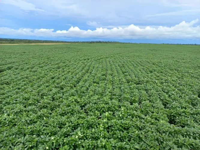 Fazenda 594 alqueiro região londrina