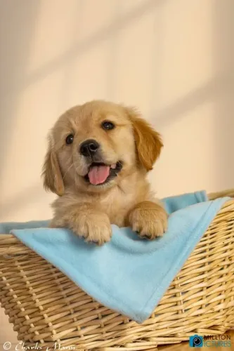 Filhotes de Golden Retriever, começando uma linda trajetória