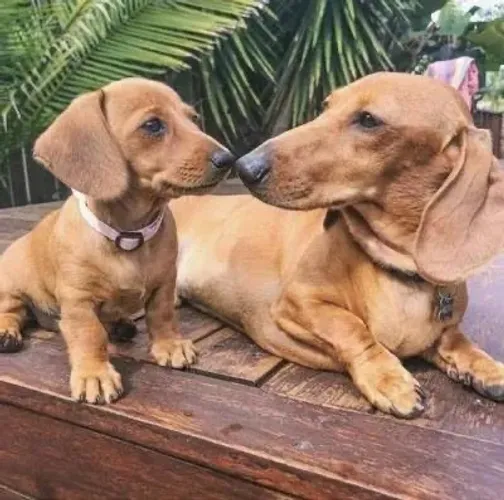 Dachshund - Basset - caramelos e dourados fêmea