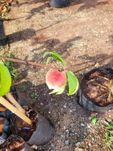 Mudas Frutíferas Enxertadas 