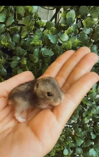 Hamster Filhotes