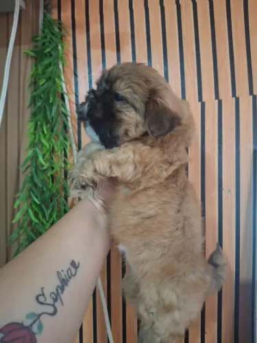 Cachorro 
