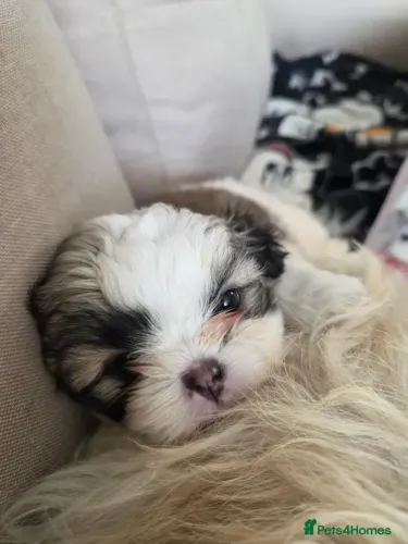Cãozinho dócil Shih Tzu/ Shitzu filhotes de raça pura macho e fêmea com pedigree SP