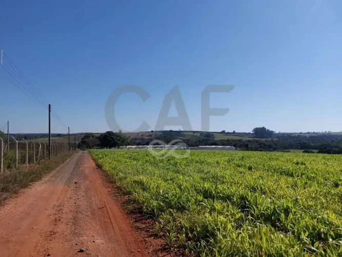 Sítio com 2 dormitórios à venda, 70000 m² por R$ 3.500.000,00 - Palmeirinha - Holambra/SP