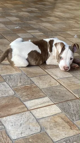Cachorro