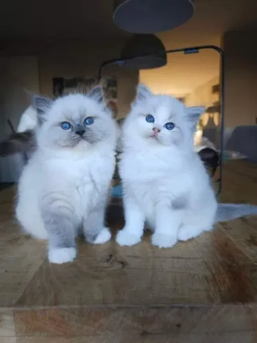 Ragdoll 