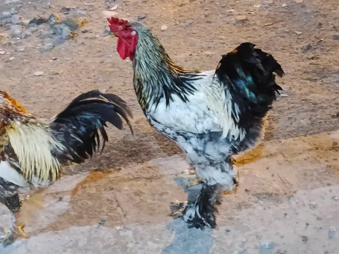 galo pesadão brhama legitimo imperdivel