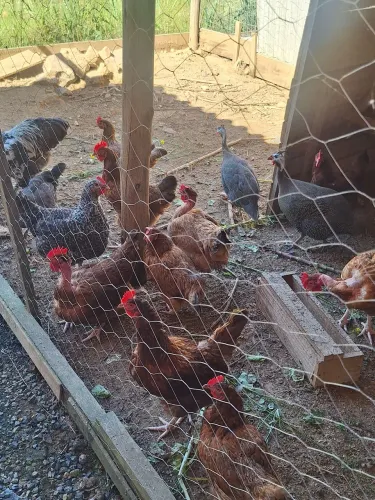 Galinhas poederias e caipiras