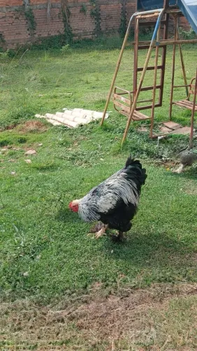 Galo Brahma