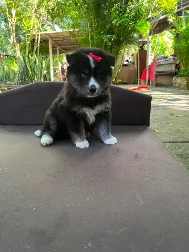 Husky Siberiano filhotes