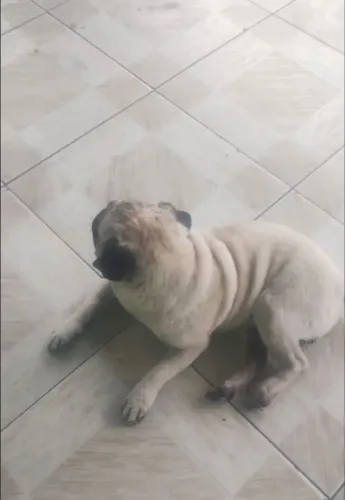 Pug macho lindo