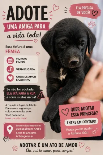 Doação de filhote em Valparaíso de Goiás
