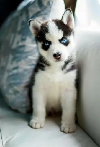 Husky Siberiano Conduz seus Dias com Leveza