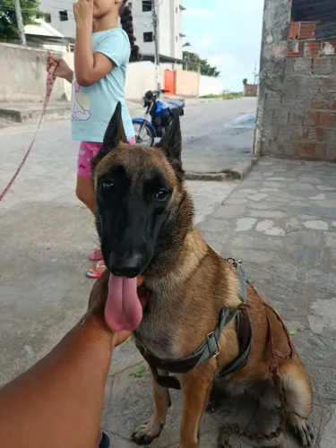 Procuro malinois macho para cruzar