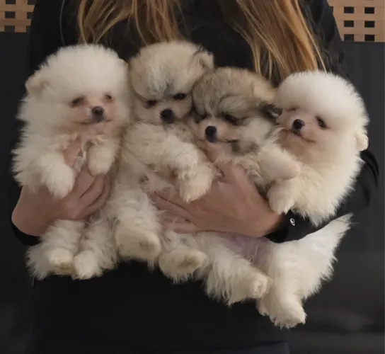 Spitz alemão/ Lulu da pomerania