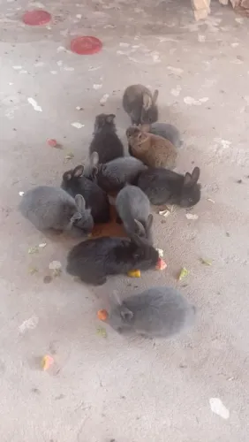 Coelhos