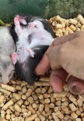 Hamster sírio