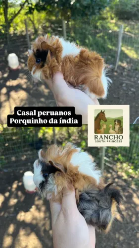 Casal de peruanos porquinho da índia 