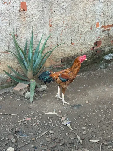 Galo laranja
