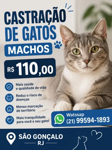 Gatos