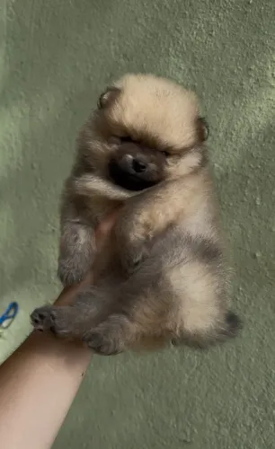 Lulu da pomerania anão ursinhos c/ pedigree linhagem pura