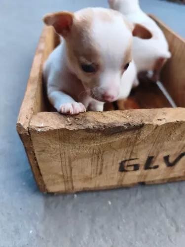 Cachorro Pincher 