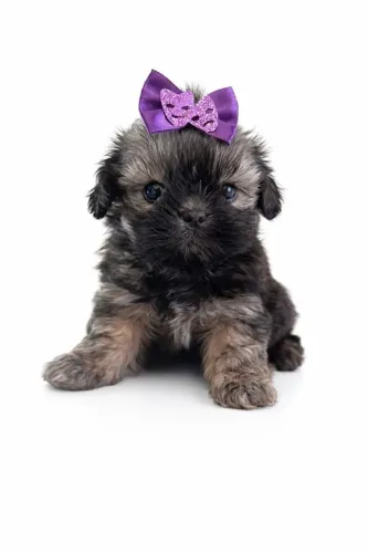 Shih Tzu: carisma que faz a diferença