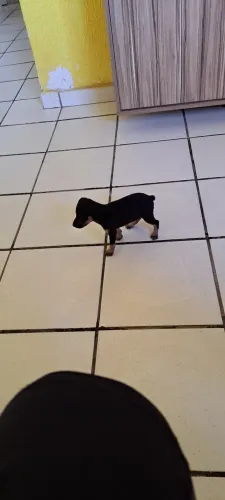 Pinscher N1°