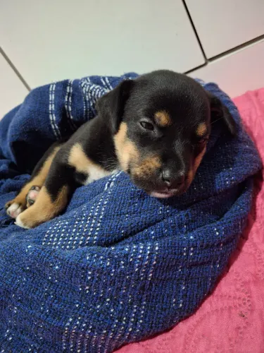 Cachorro doação